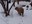 Capybara in Snow
