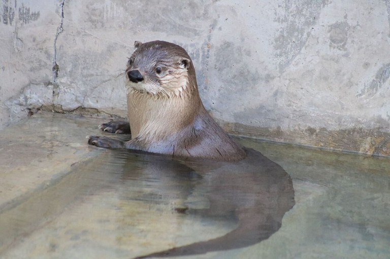 Otter Chaos in Water at the ABQ BioPark