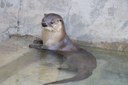 Otter Chaos in Water