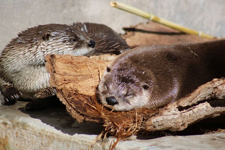 Otters sunbathing at the ABQ BioPark.