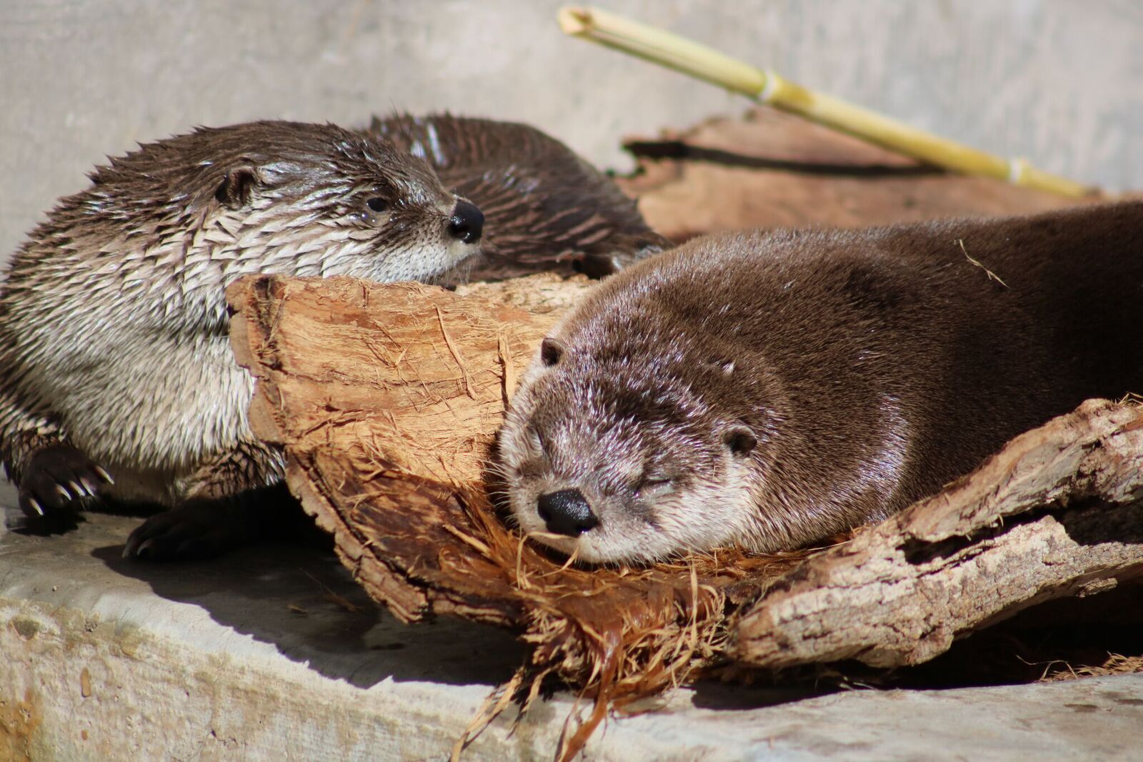 Mayhem and Chaos Sunbathing