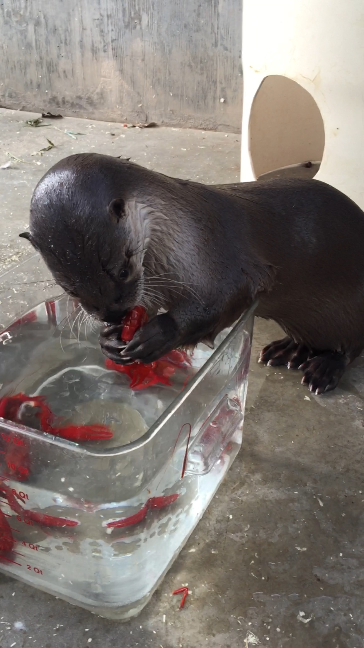 Chaos Otter BioPark