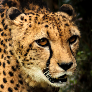 Cheetah Headshot 