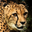Cheetah Headshot Animal Yearbook