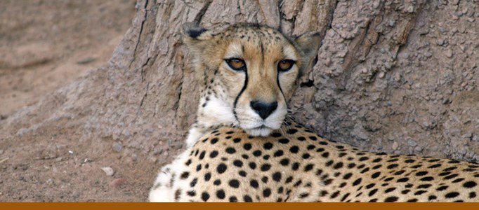 Cheetah banner