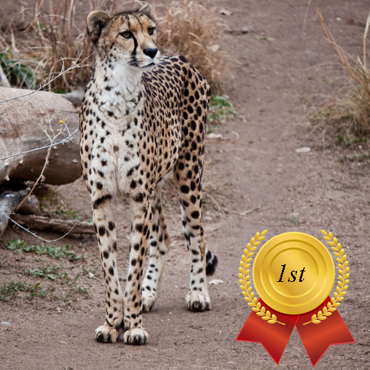 Zoo's Fastest Animal Cheetah