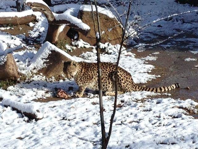 Cheetah in snow