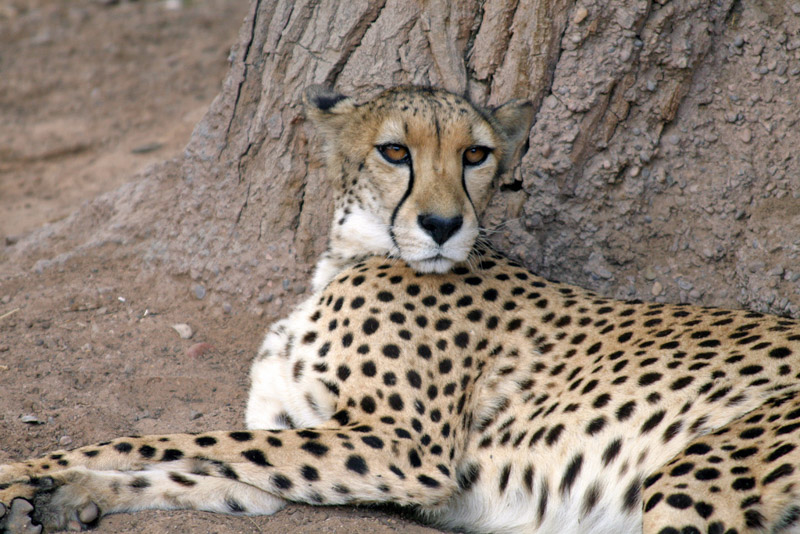 5 Fast Facts About Cheetahs — City of Albuquerque