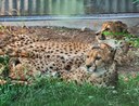 Cheetahs all 3