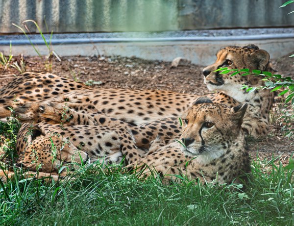 three cheetah brothers.