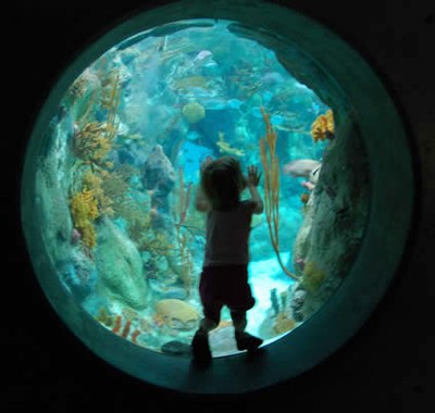 A child standing in the glass dome that faces into one of the ABQ BioPark Aquarium tanks.