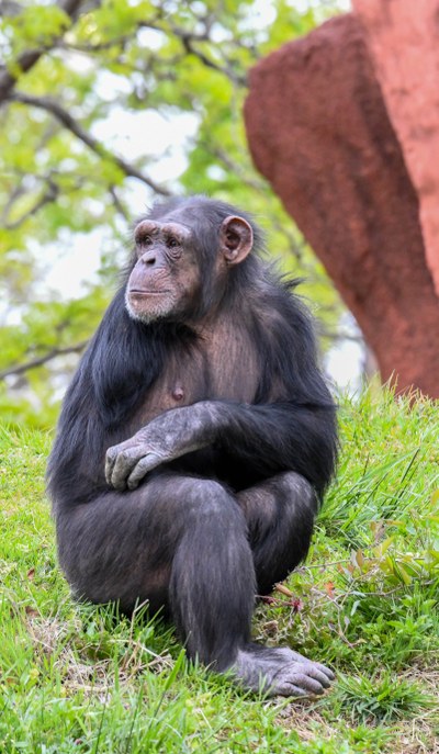 Siri Chimp