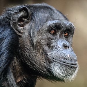 Chimpanzee Headshot