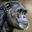 Chimpanzee Headshot Animal Yearbook