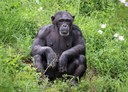 Zoe the Chimp, OKC Zoo photo