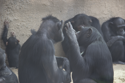 Chimps grooming each other october 2015