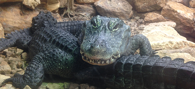Chinese Alligator Couple