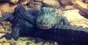 Chinese alligators