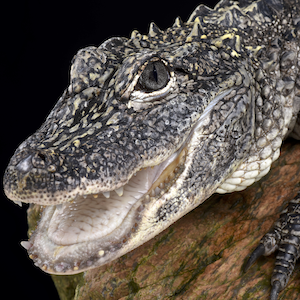 Chinese Alligator Headshot 