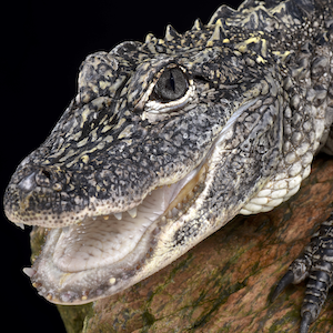 Chinese Alligator Headshot Animal Yearbook