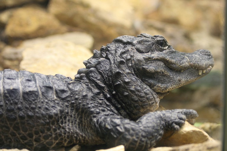 Male Chinese alligator Sept. 2016