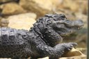 Chinese alligator 