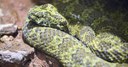 Chinese Mountain Pit Viper, Dreamstime