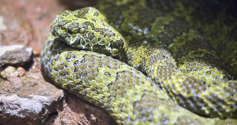 Chinese Mountain Pit Viper, Dreamstime