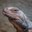 Chuckwalla