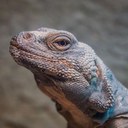 Chuckwalla