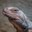 Chuckwalla