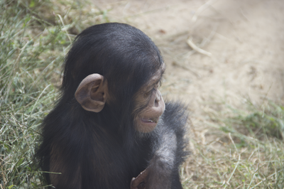 baby chimp october 2015