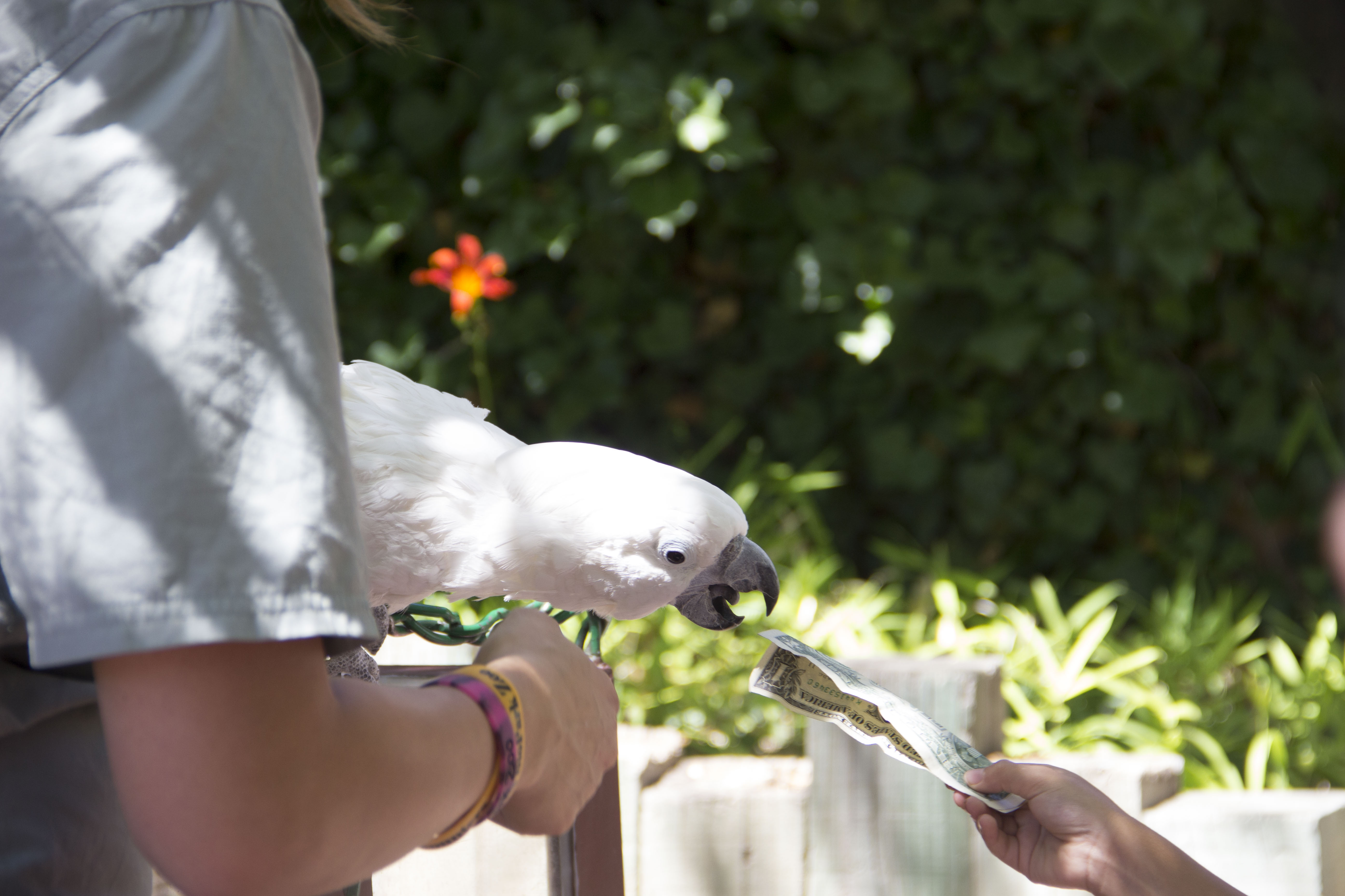 Cockatoo taking money 