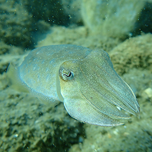Common Cuttlefish Headshot 