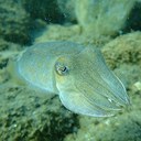 Common Cuttlefish Headshot Aquarium Yearbook