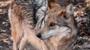 Mexican gray wolf conservation facility header