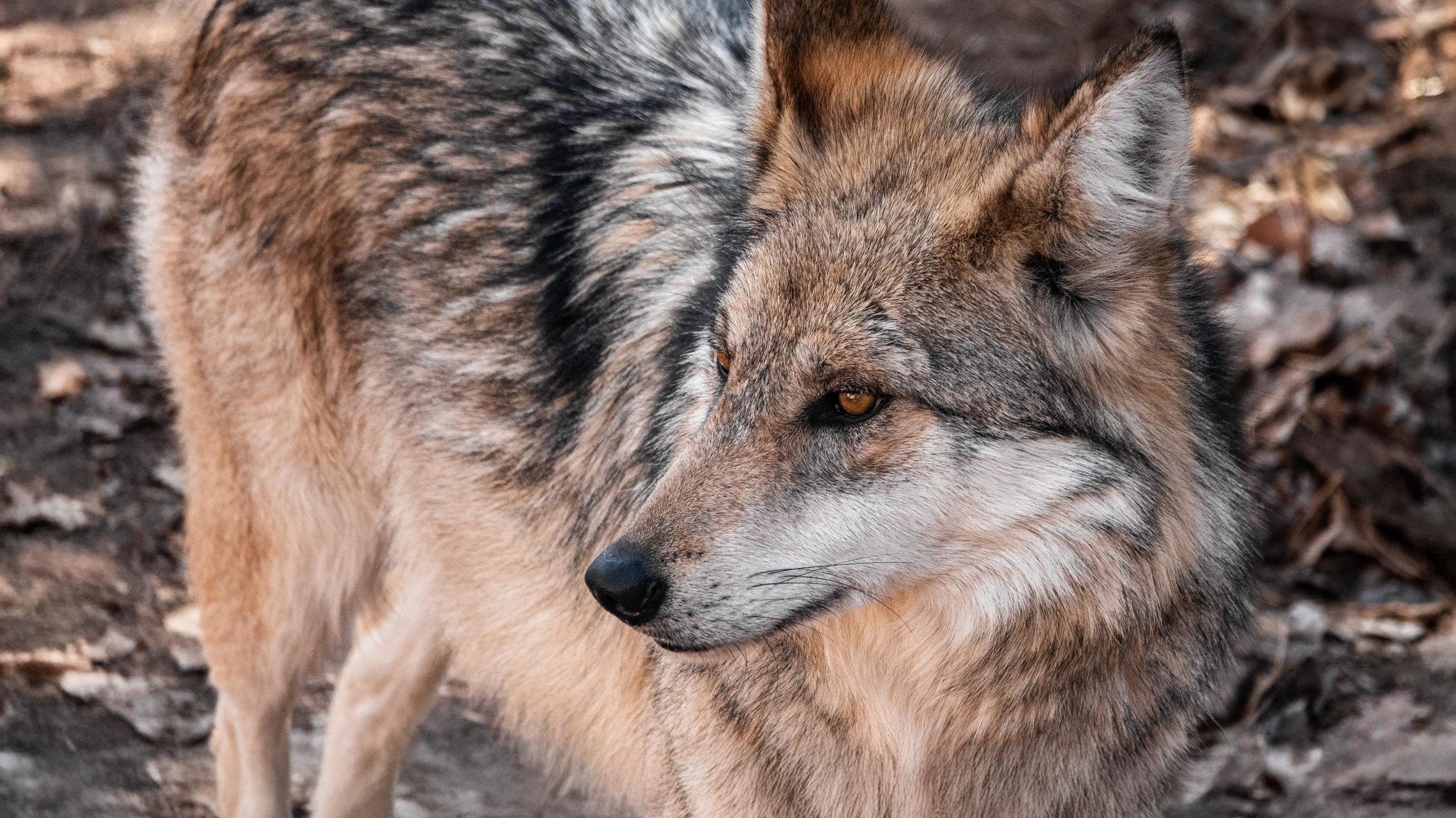 Mexican gray wolf conservation facility header