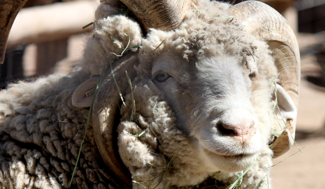 Heritage Breeds at the Farm