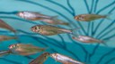 Aquatic conservation new