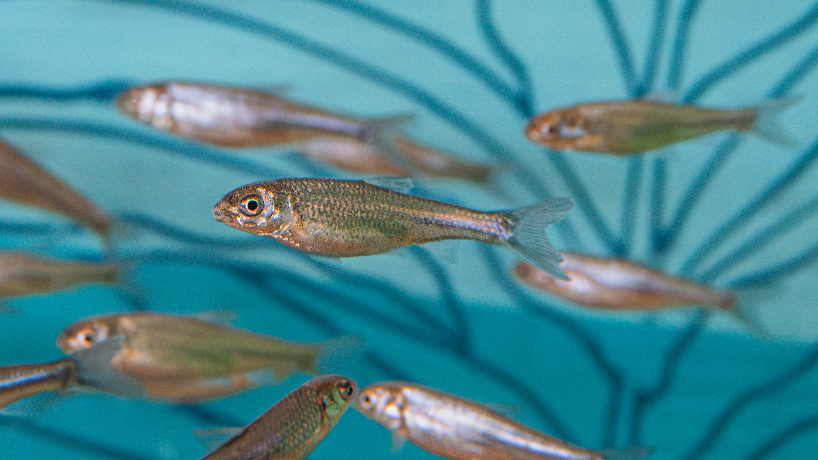 Aquatic conservation new