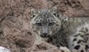 Worldwide Conservation