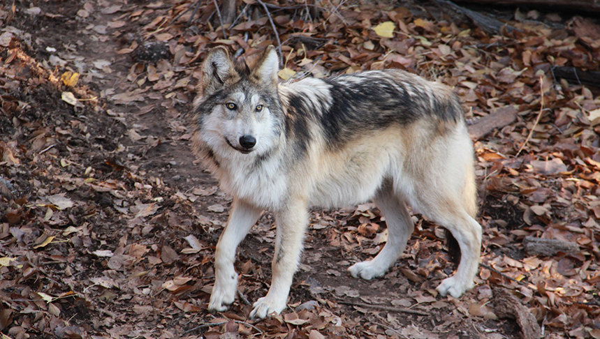 A Mexican gray wolf at the BioPark.