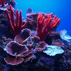 Coral Headshot Aquarium Yearbook