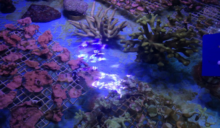 Image of the Coral Propagation Program at the ABQ BioPark Aquarium.