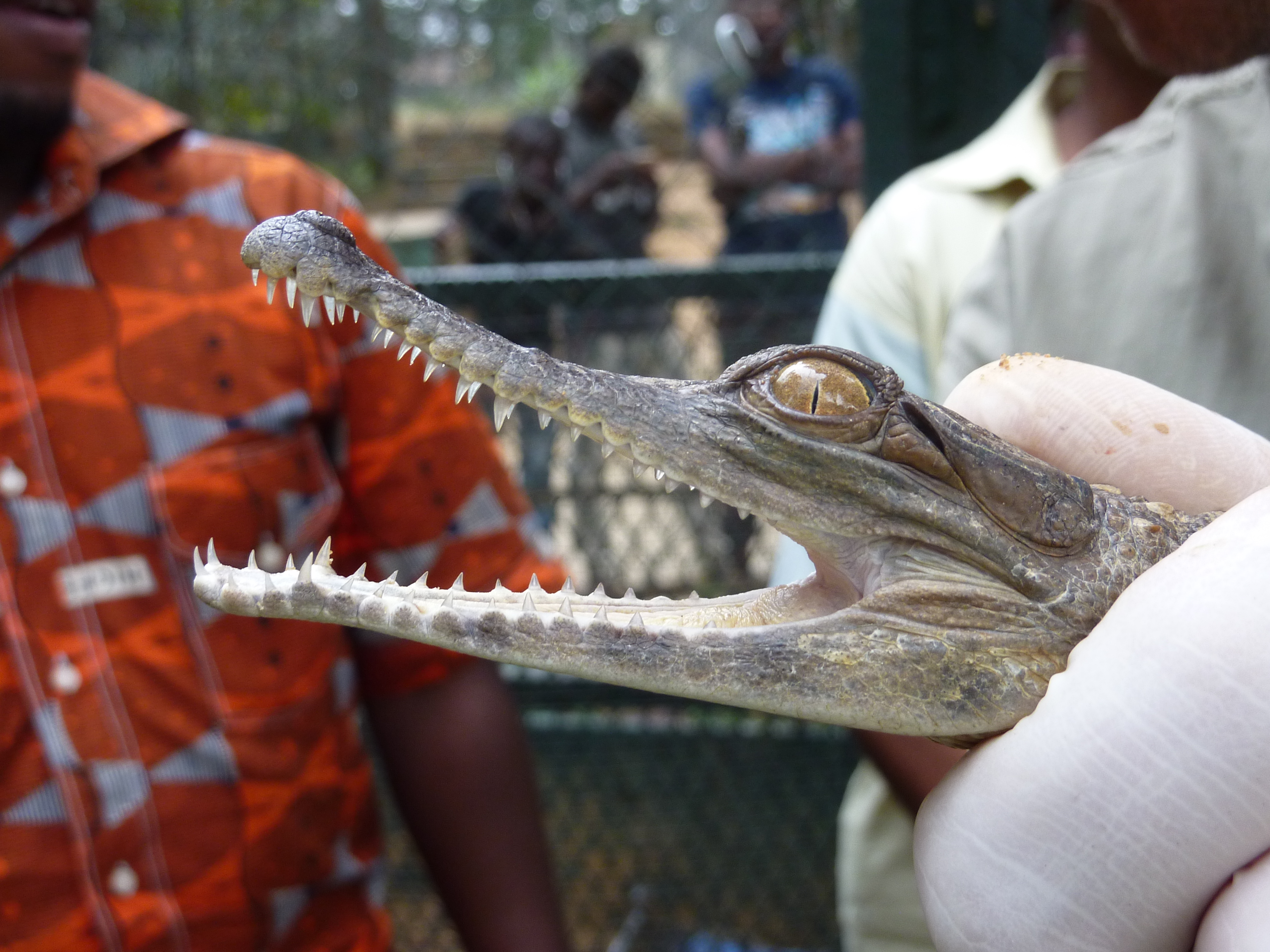 cote-ivoire-5.jpg