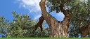 Cottonwood Gallery banner