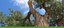 Cottonwood Gallery banner