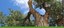 Cottonwood Gallery banner