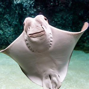 Headshot of Cownose Ray