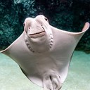 Cownose Ray Headshot Aquarium Animal Yearbook